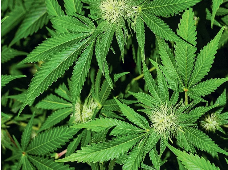 luciano ducci lei cannabis medicinal