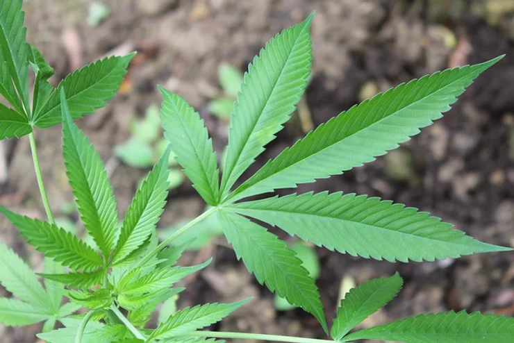 Luciano Ducci uso medicinal da cannabis