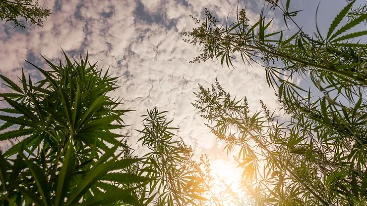 luciano ducci industrialização da cannabis medicinal